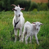 Козоводство