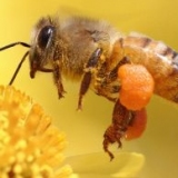 Пчеловодство