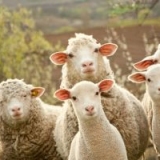 Овцеводство