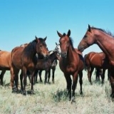 Коневодство