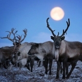 Оленеводство