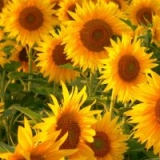 Подсолнечник