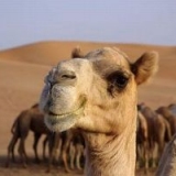 Верблюдоводство