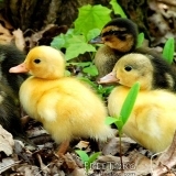 Гуси и утки