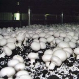 Грибоводство