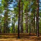 Содержание леса