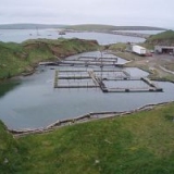 Рыбоводство