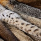 Звероводство