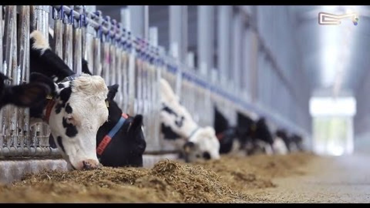 Прибыльное молочное животноводство
