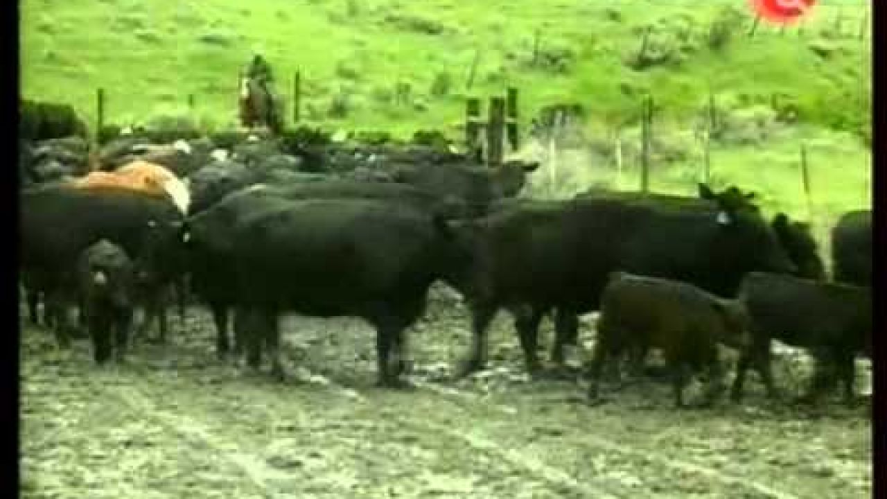 Мясное скотоводство США