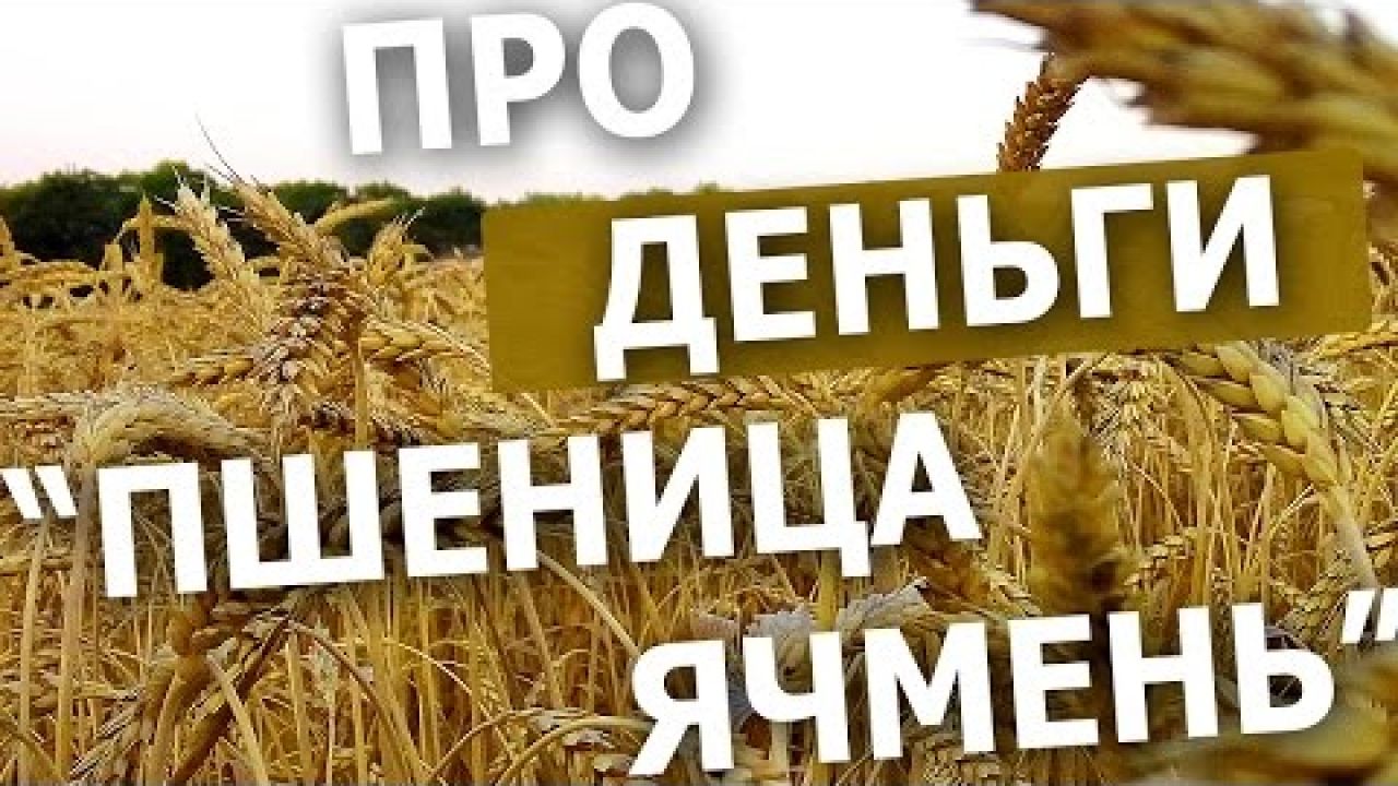 Сколько зарабатывают фермеры на выращивании пшеницы