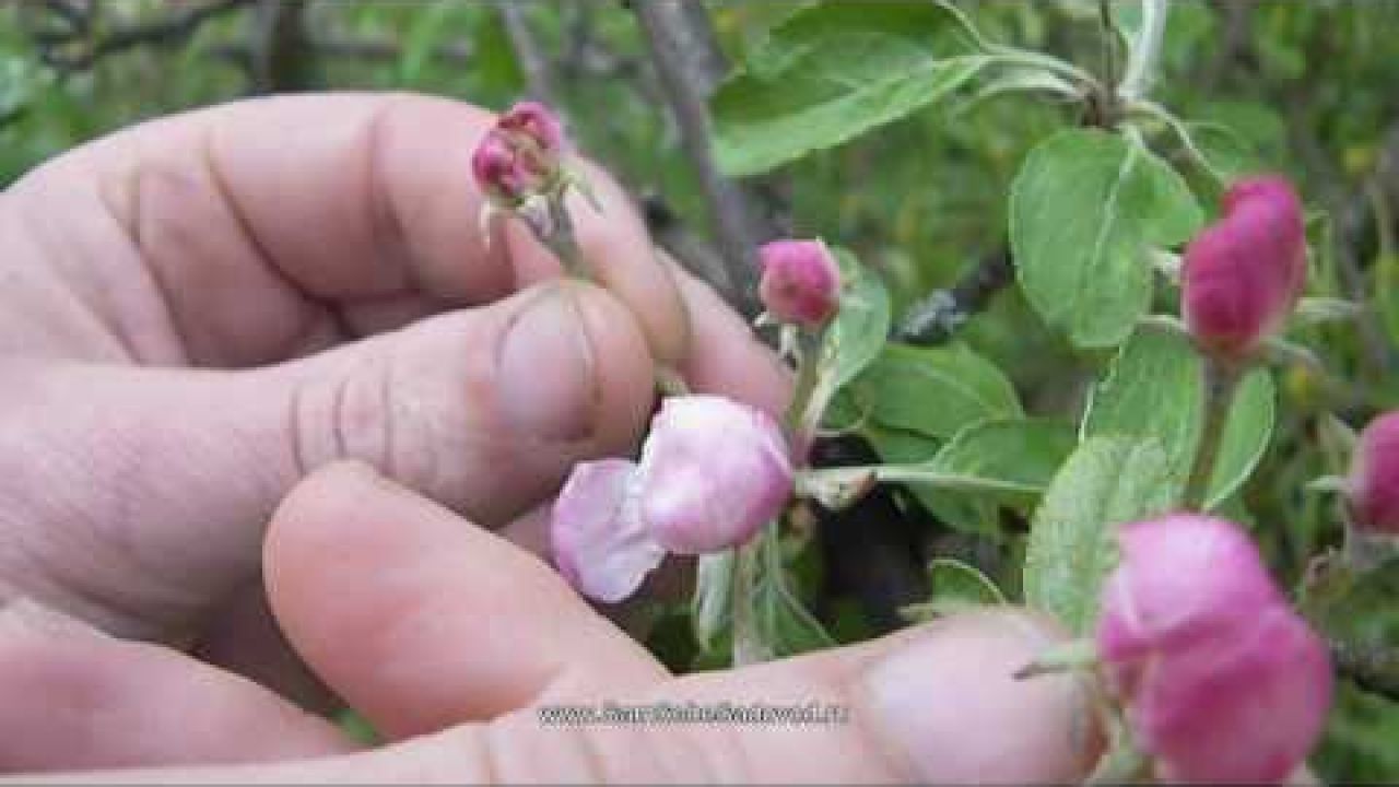 Яблонный цветоед - грозный враг вашего сада