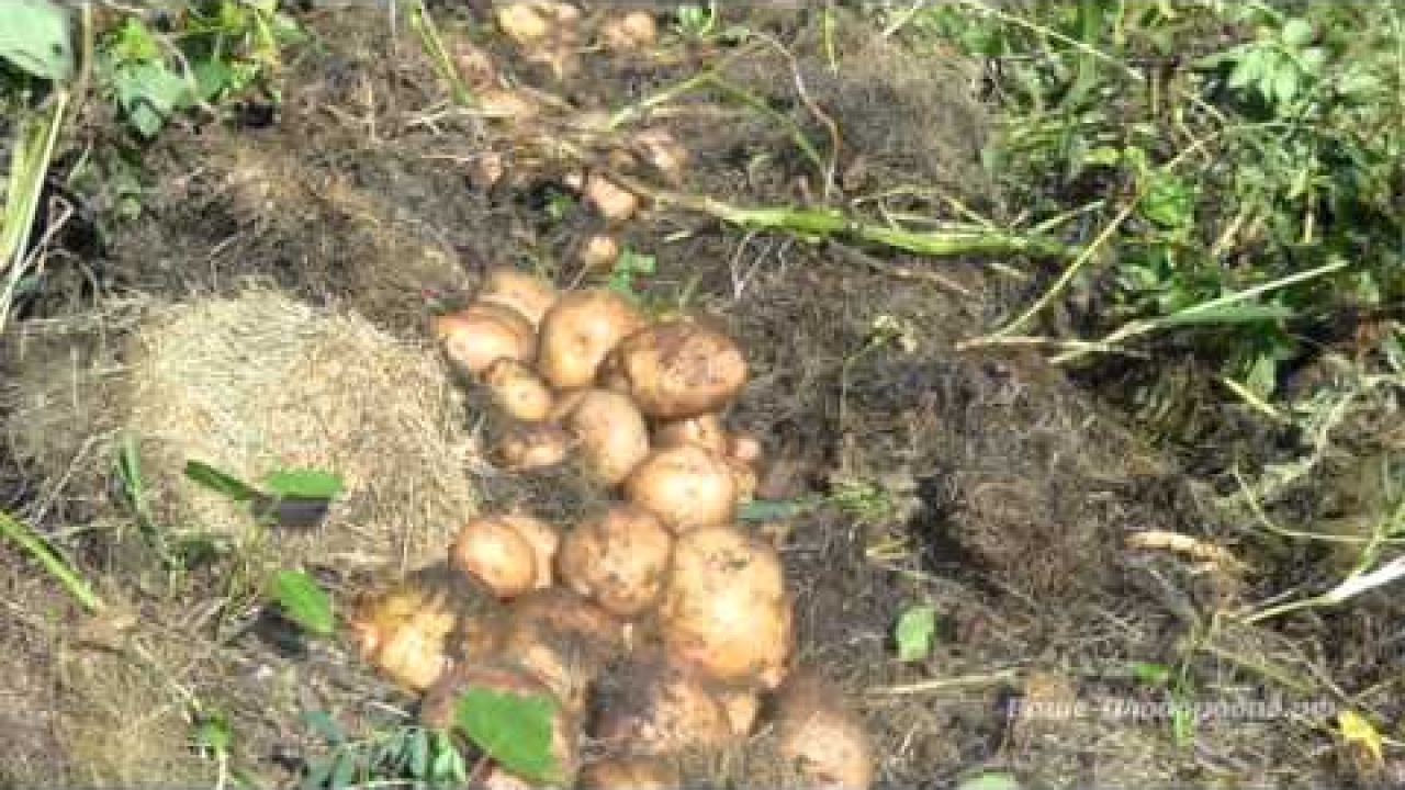 Выращивание картофеля. Органические траншеи