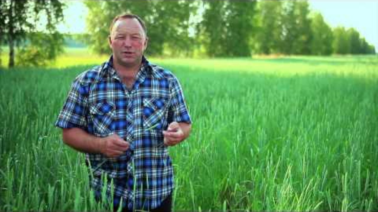 Яровая пшеница: Система защиты