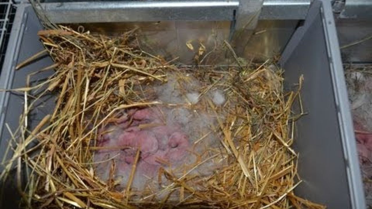 Гнездовье для крольчихи в промышленной клетке