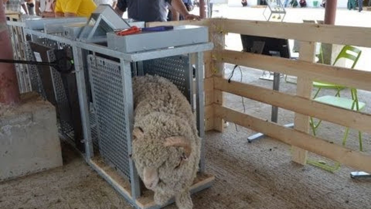 Станция для автоматического учёта овец