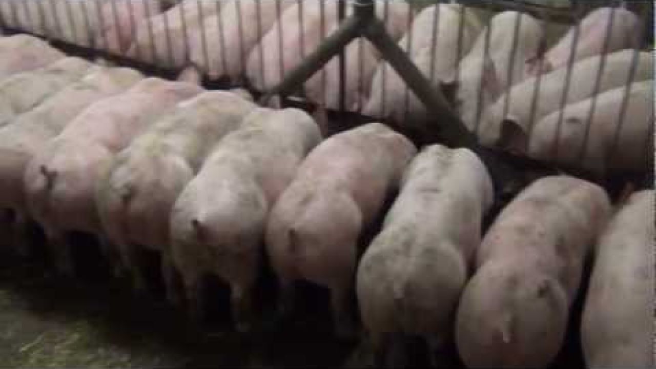Откорм свиней в Дании