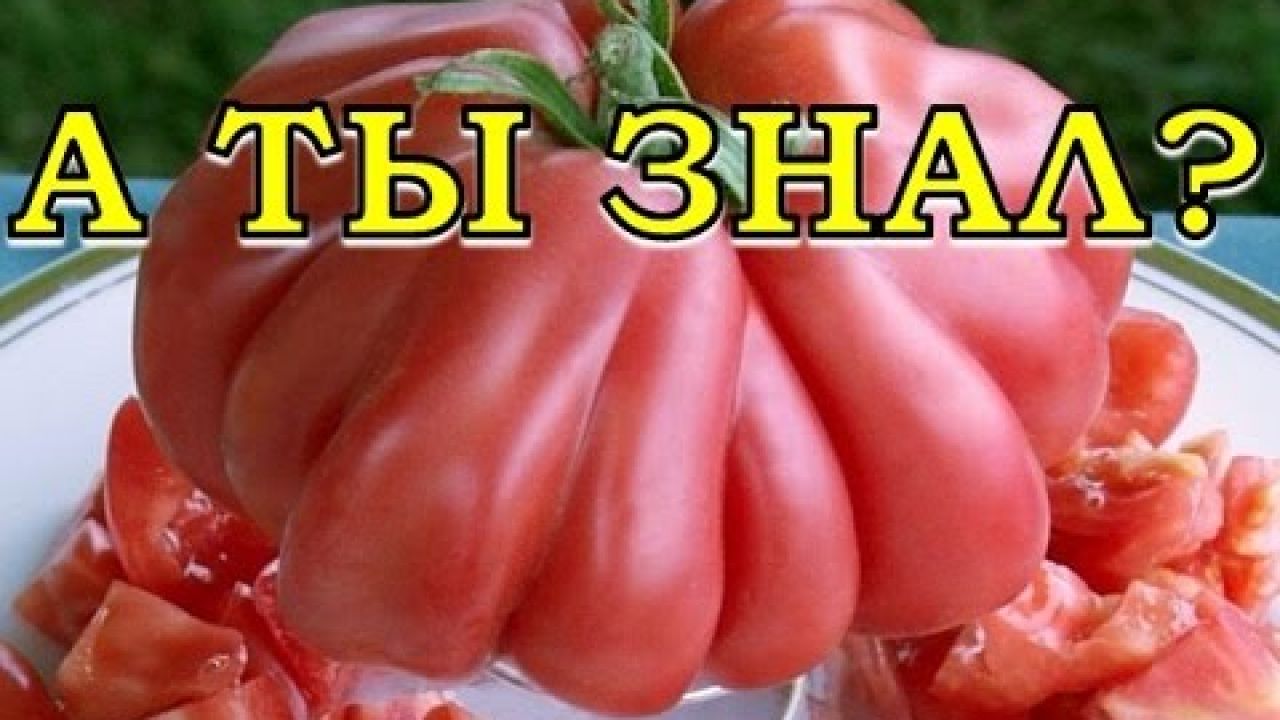 Особенности выращивания томатов Бычье Сердце