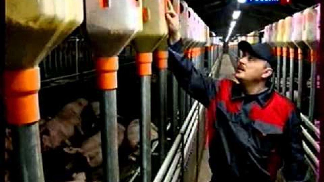Проблемы свиноводства РФ
