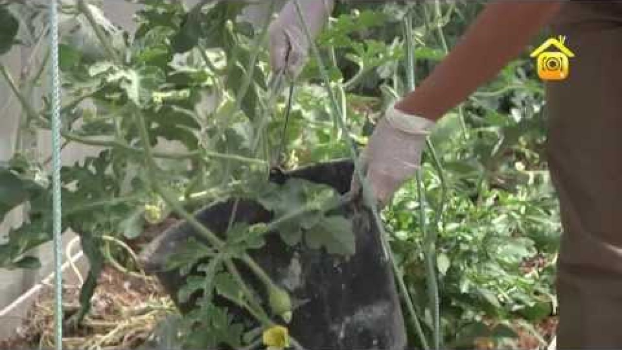 Выращивание арбуза в средней полосе. 