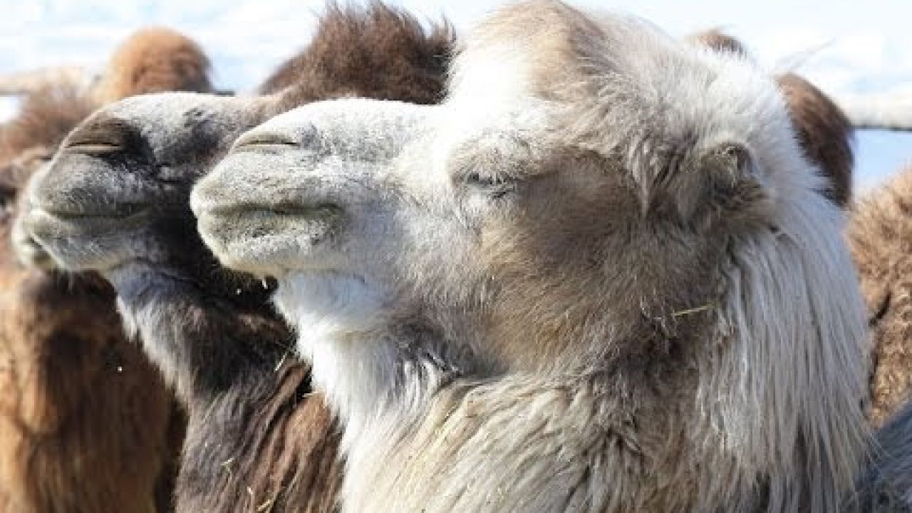 Разведение морозостойких верблюдов на Алтае