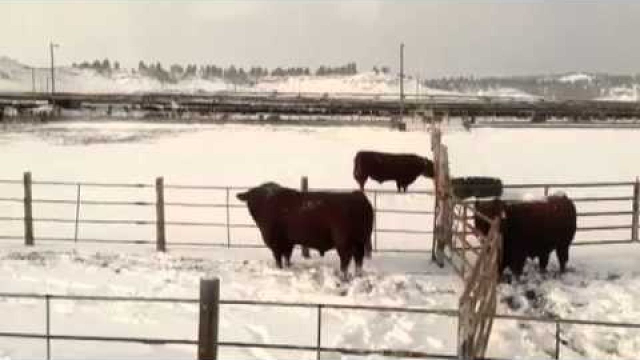 Оценка быка производителя Красный Абердин-Ангус. Ферма в США