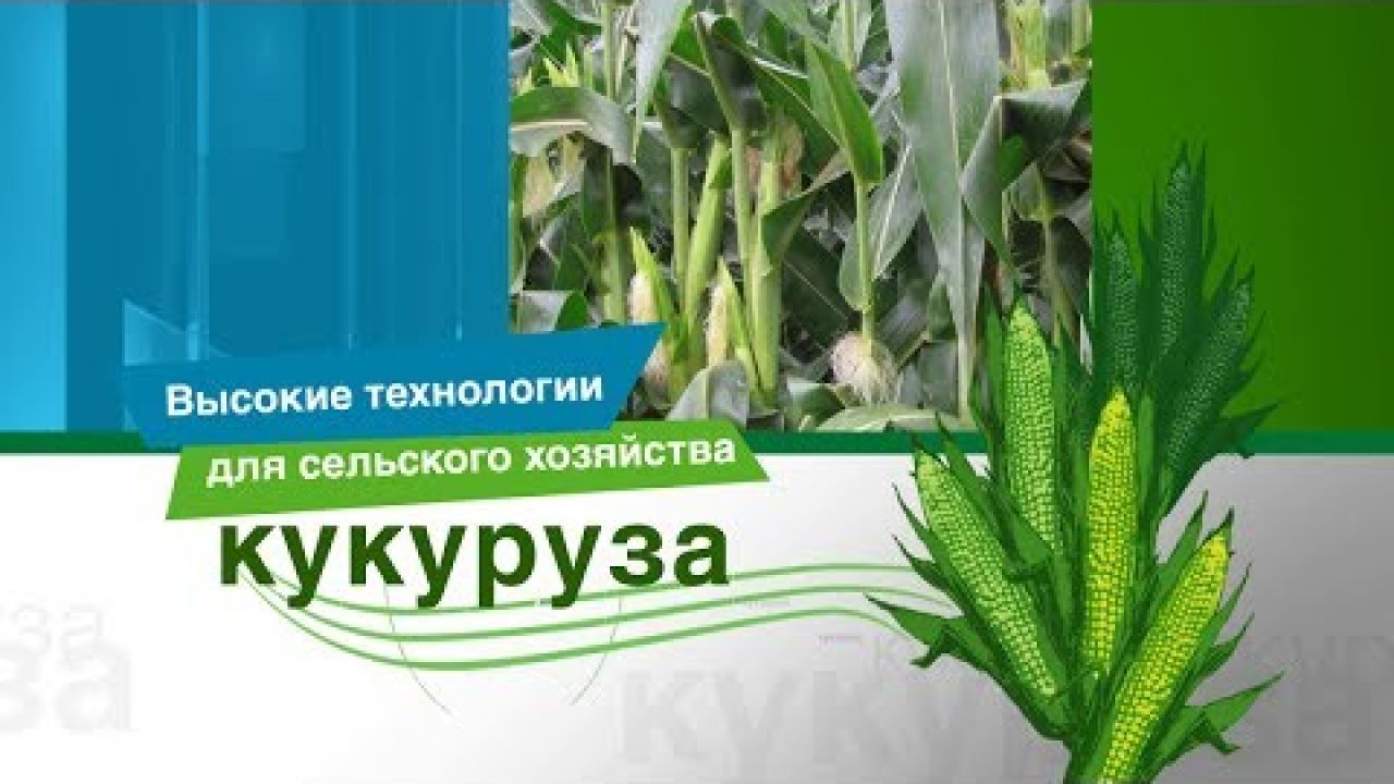 Инновационная защита кукурузы