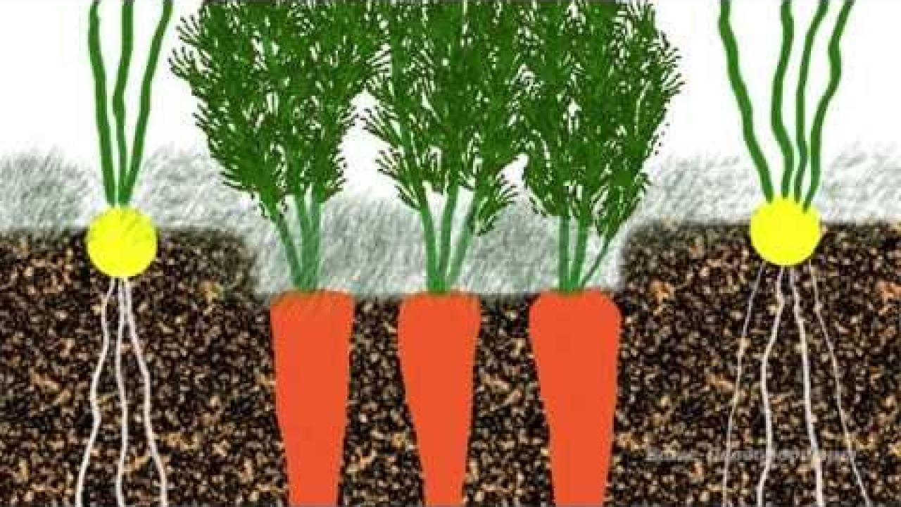 Выращивание моркови, лука, чеснока, сельдерея