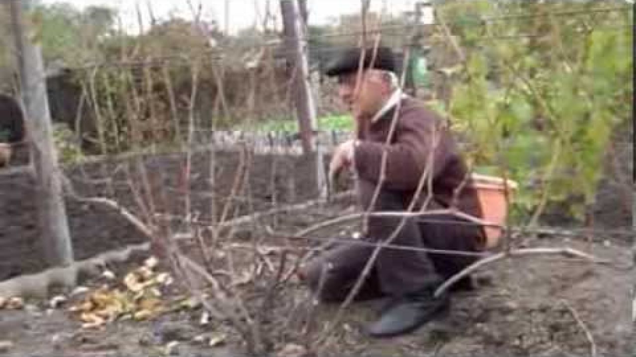 Нарезка лозы винограда для выращивания саженцев