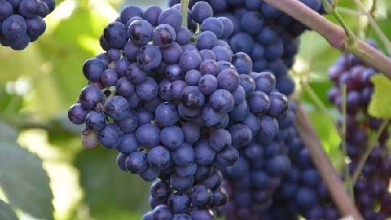 140 сортов винограда на участке