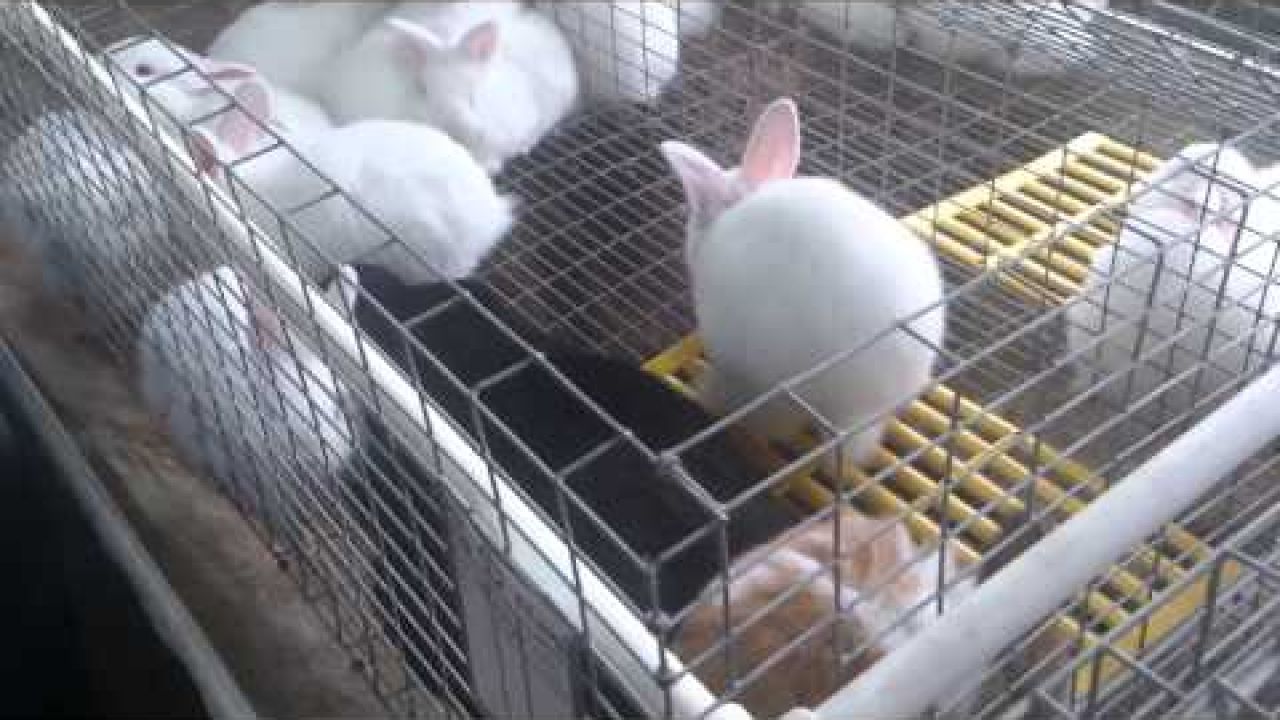 Вакцинации кроликов