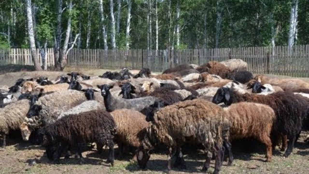 Содержание и разведение овец
