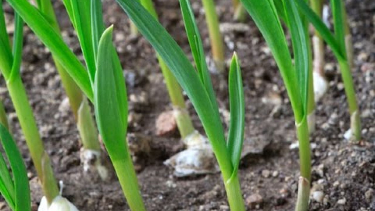 Посев и выращивание озимого чеснока