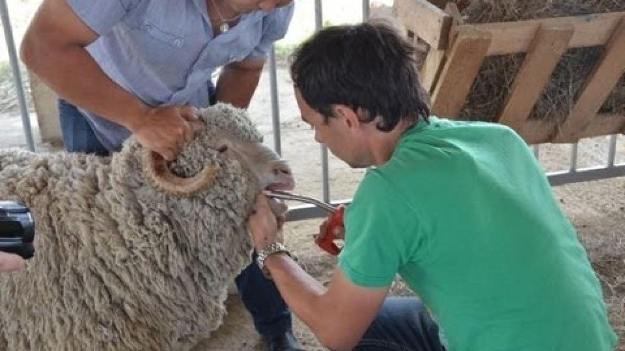 Чипирование овец 