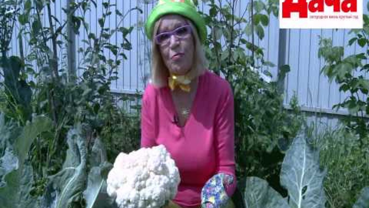 Опыт выращивания цветной капусты