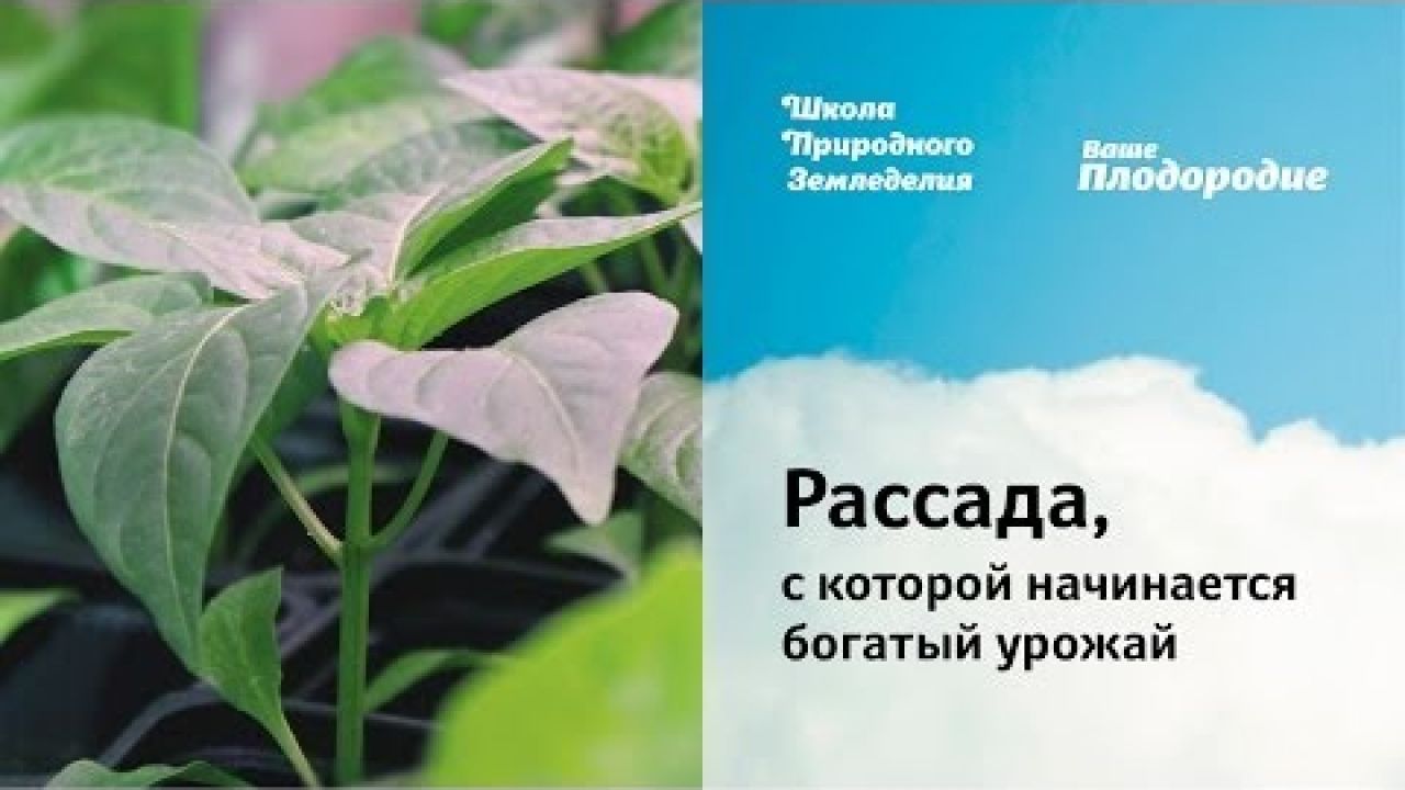 Рассада, с которой начинается богатый урожай