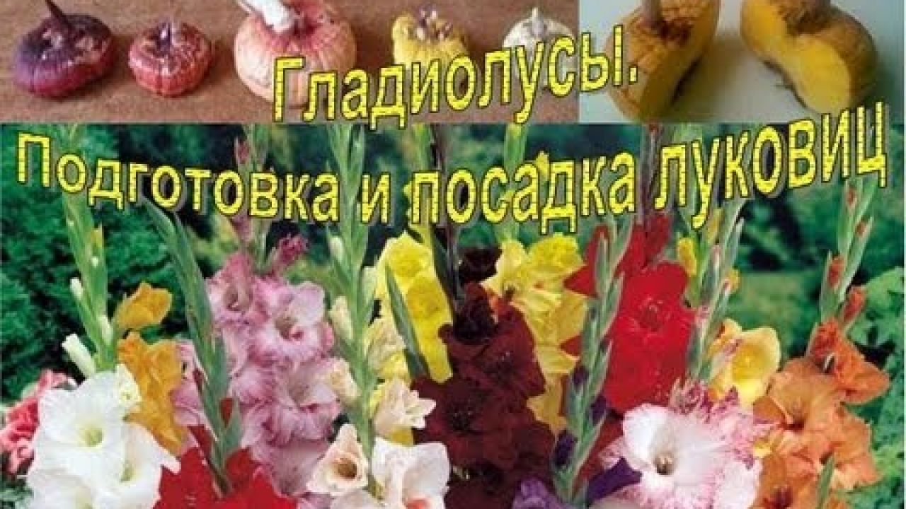 Гладиолусы. Подготовка и посадка луковиц