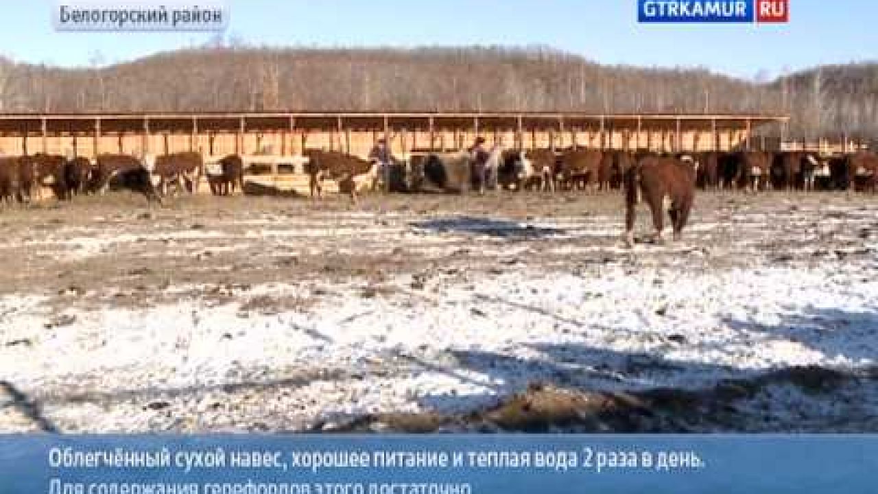 Развитие мясного скотоводства в Амурской области