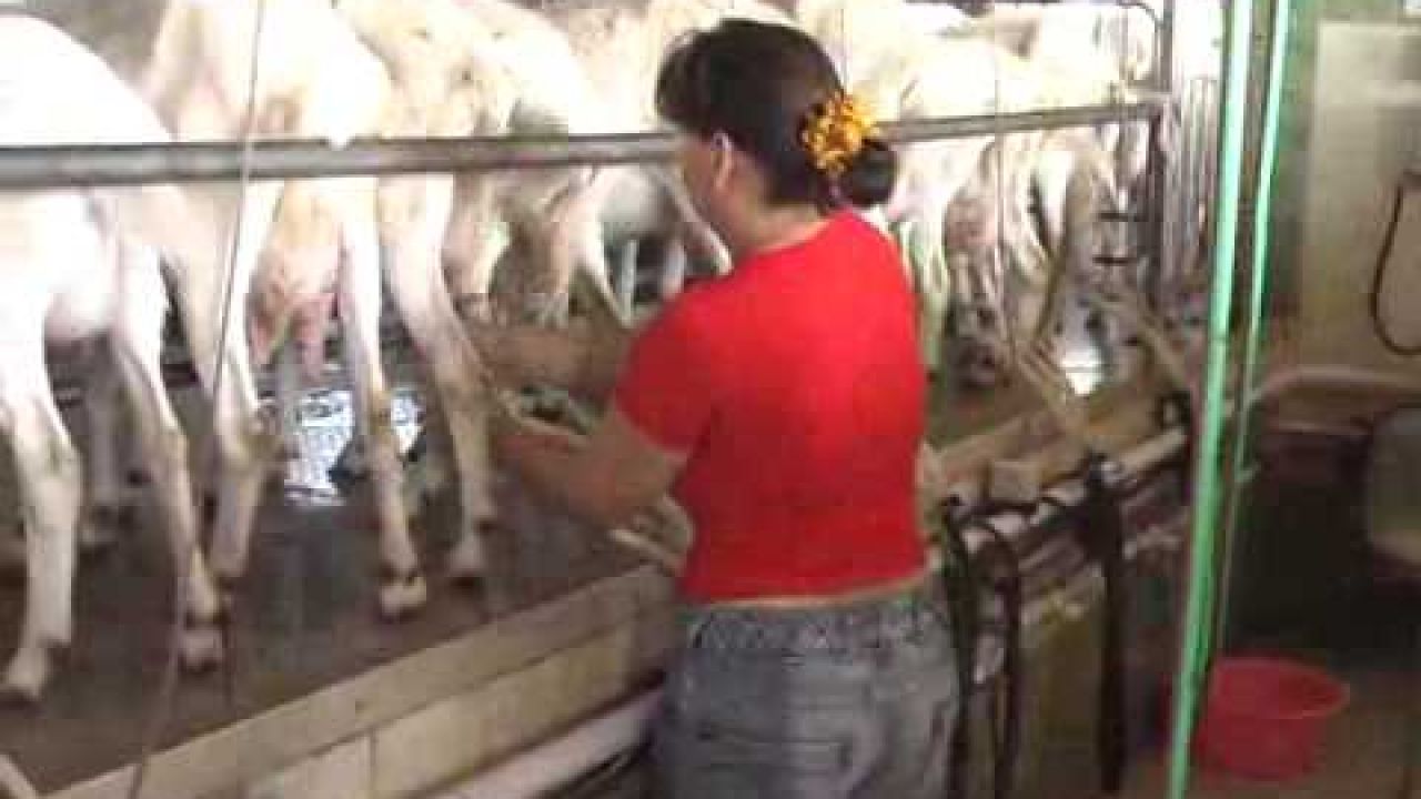 Доение коз на ферме Кубанская семья