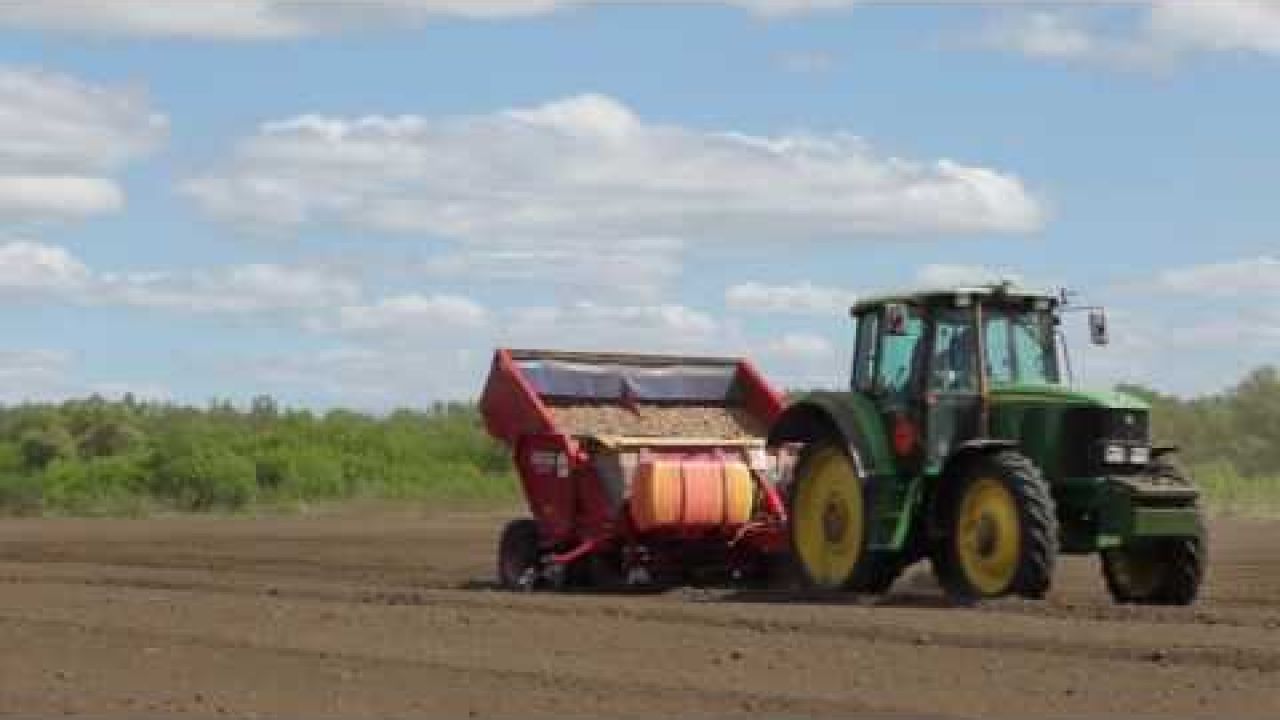 Подготовка почвы, выбор сорта, схема посадки картофеля и протравливание