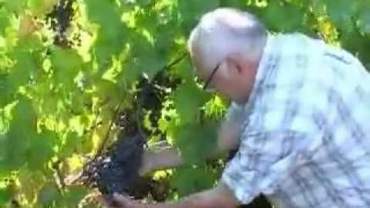 Выращивание зимостойких сортов винограда