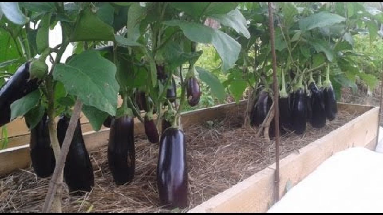 Выращивание баклажанов и перцев