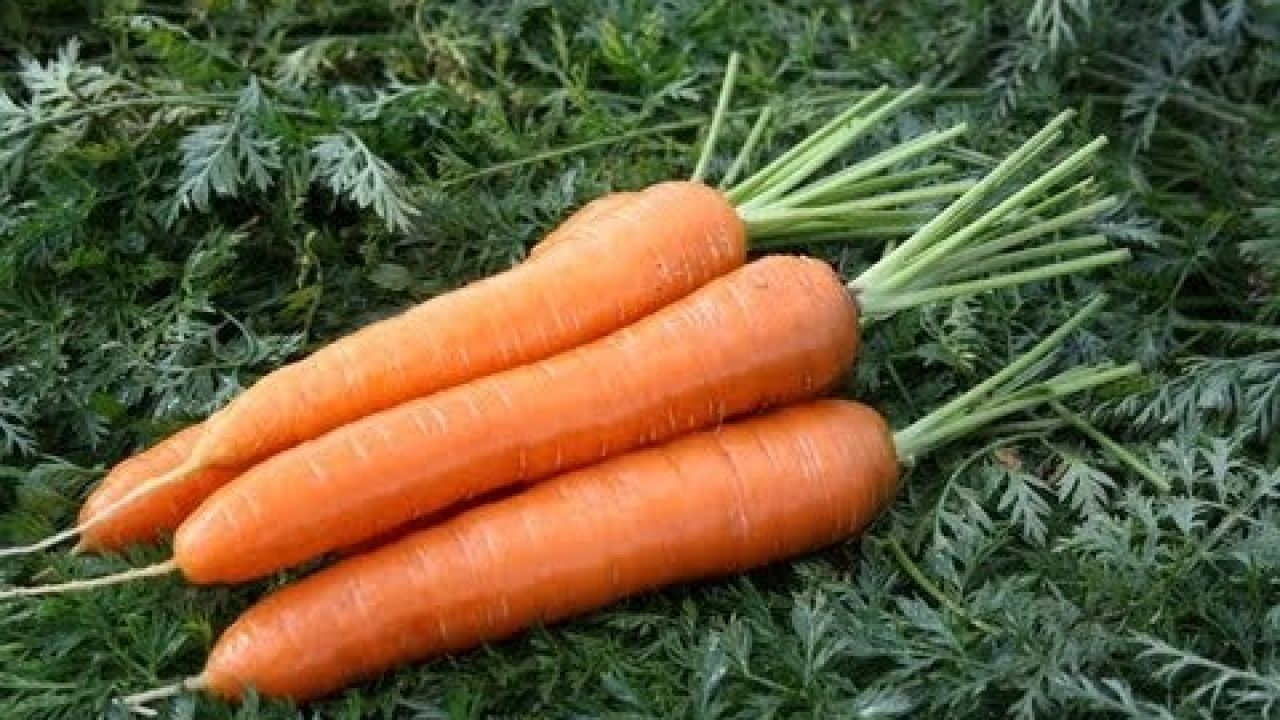 Как вырастить урожай свеклы и моркови