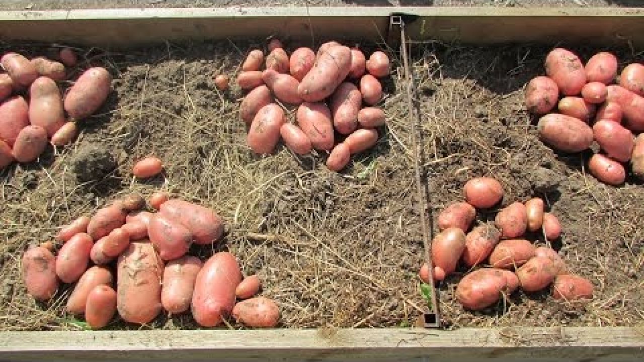 Выращивание семенного картофеля в теплых грядках
