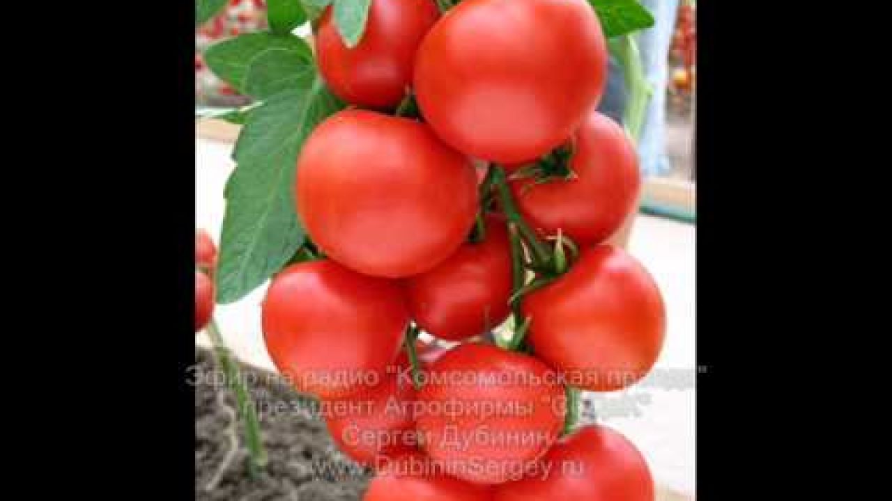 Как спасти томаты от фитофтороза?