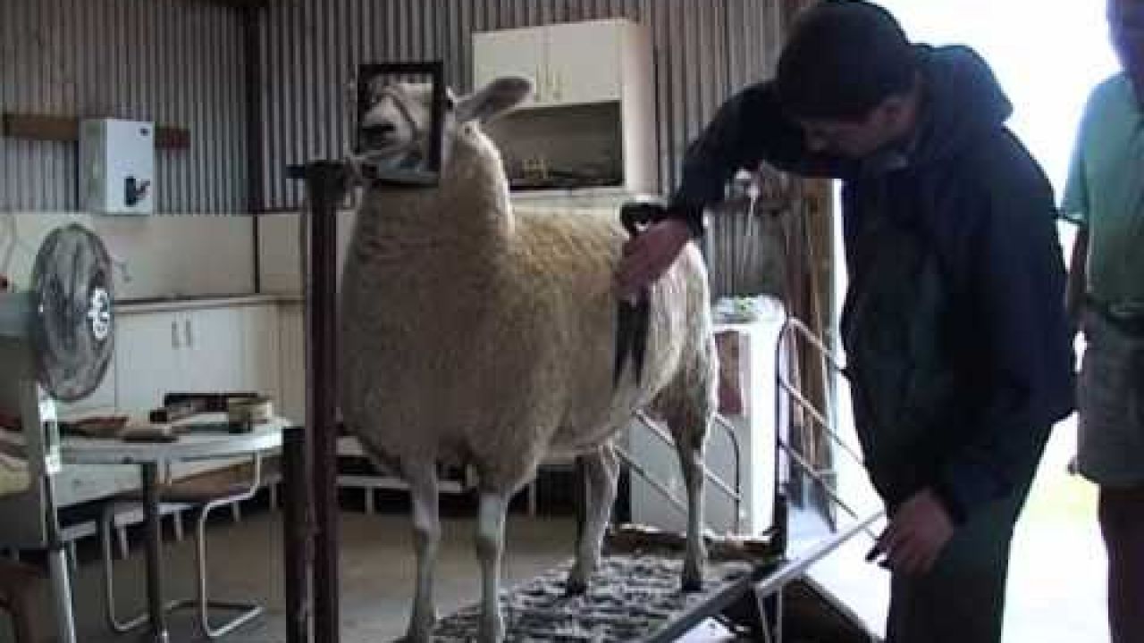 Овцеводство в Австралии
