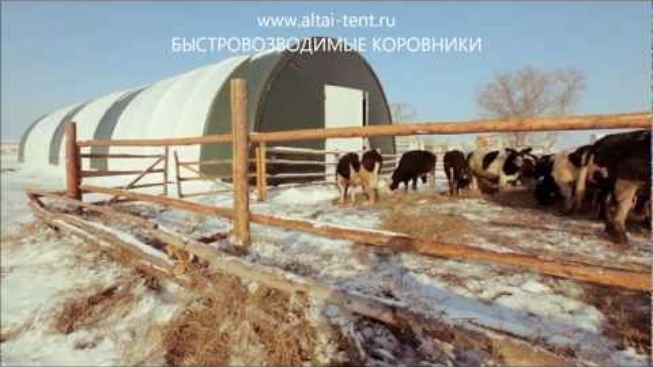 Холодное содержание телят бычков коров КРС на откорм