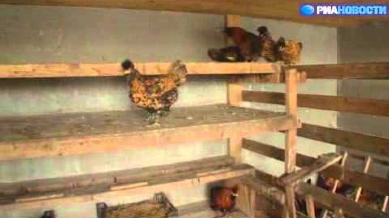 Российский птицевод о преимуществах фермерских кур