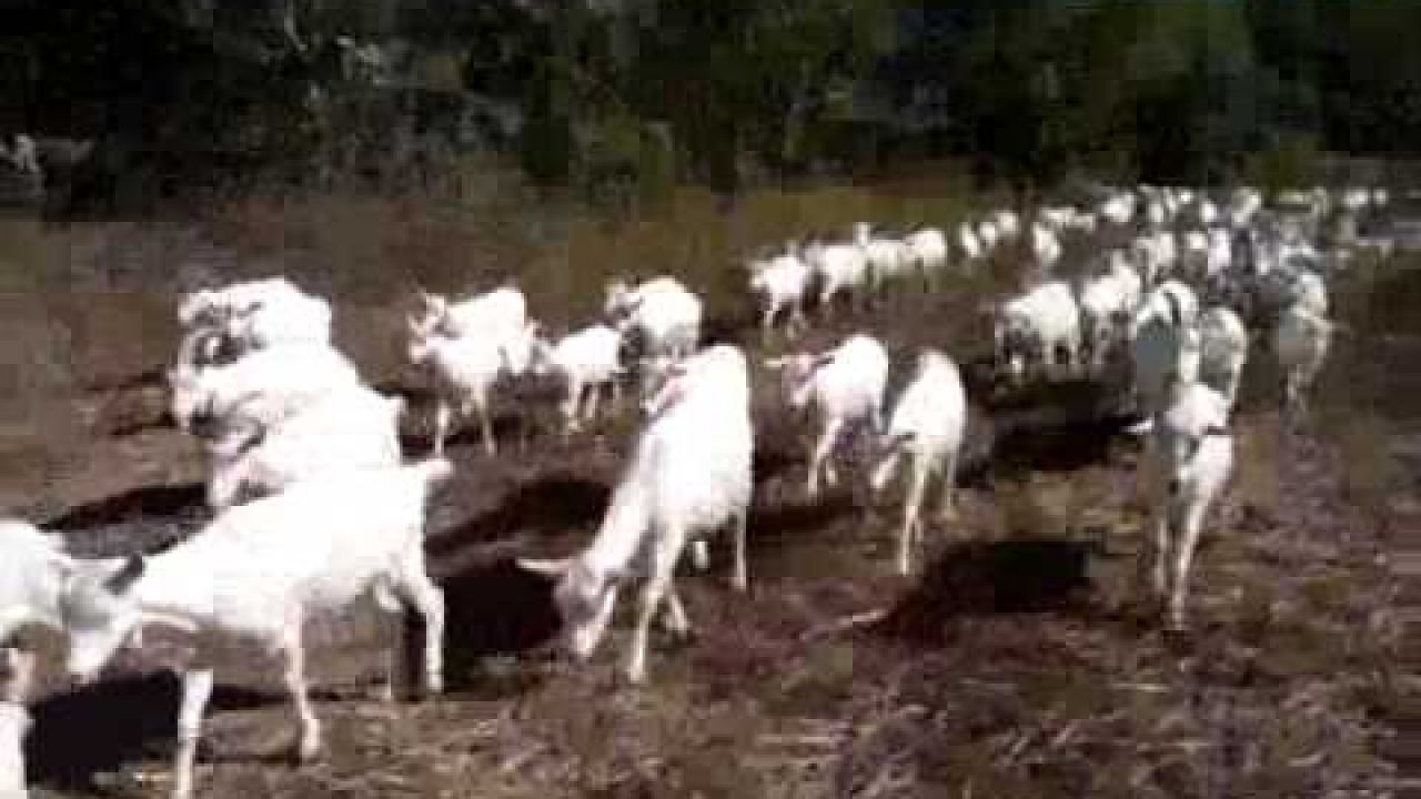 Прогулка с козами на ферме Кубанская семья