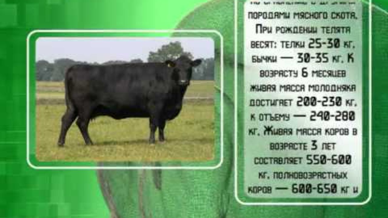 Мясное животноводство в Казахстане